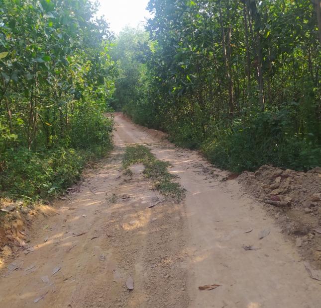  Đất rừng Thanh Sơn, Phú Thọ 18ha, giá 3,6 tỷ