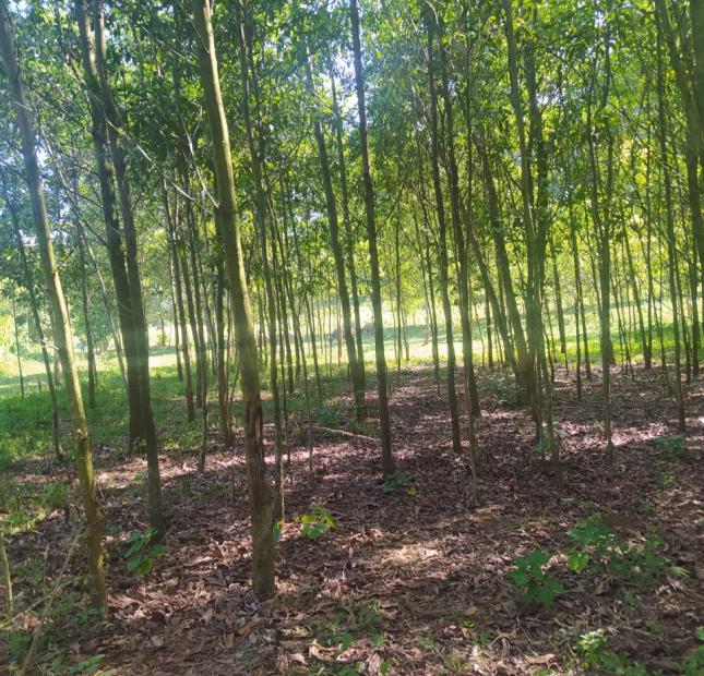 Đất rừng Thanh Sơn, Phú Thọ 18ha, giá 3,6 tỷ