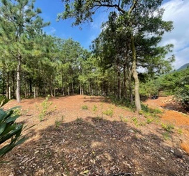 Mảnh đất đồi rừng thông ở khu Lâm Trường, Sóc Sơn, Hà Nội chào bán 4000m2, có sổ đỏ 0983739032