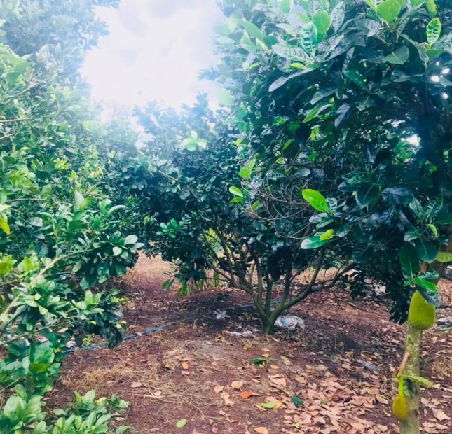 1.3 tỷ chốt 1.1 tỷ (24x43m) 1003.7m2  đất vườn 2 mặt tiền xuân bắc- xuân lộc- đồng nai