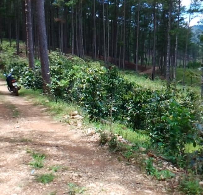 Bán Gấp Lô Đất Nông Nghiệp Sạch ngay Cầu Đa Đum/ Đa Sar/ Lạc Dương Lâm Đồng