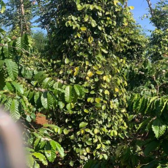 CẦN BÁN GẤP LÔ ĐẤT RẪY TẠI THÔN 2 , XÃ NHÂN ĐẠO , H ĐĂK RLẤP , ĐẮK NÔNG