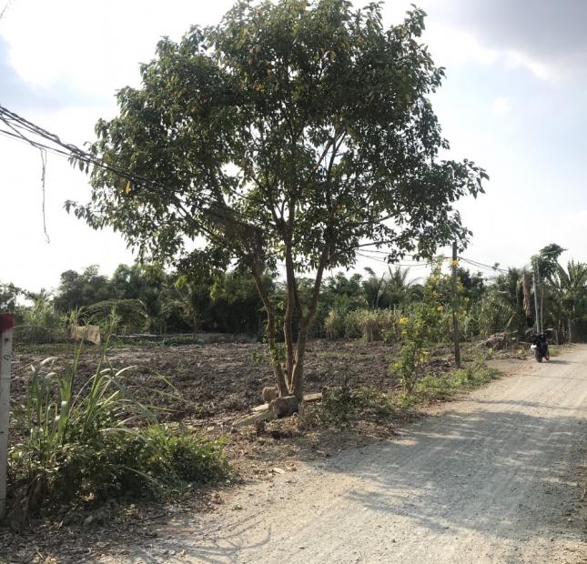 chính chủ cần bán lô đất lúa 1600 m2 tại huyện Cần Đước - tỉnh Long An.