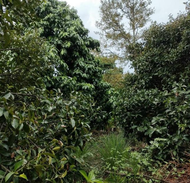 Bán 2.100m2 vườn cây ăn trái HƯNG ĐỊNH kế bên nhà thờ BÚNG