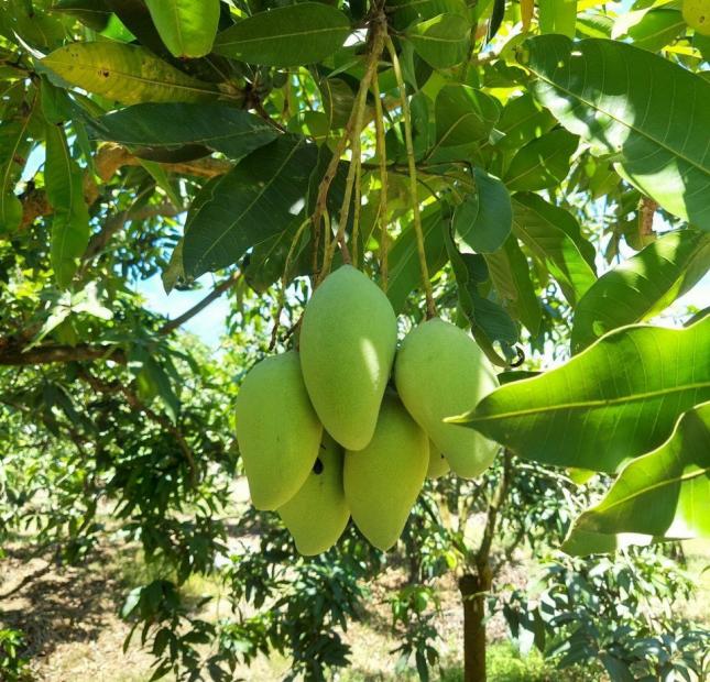 1156m2 đất vườn tại định quán đồng nai sẵn bưởi, mít, xoài xanh mướt giá 999tr
