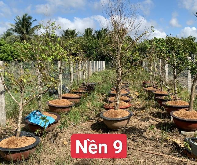 3 NỀN LIỀN KỀ 7,8,9 ĐẤT_SINH_THÁI  TẠI ẤP 2 XÃ QUƠÍ SƠN, HUYỆN CHÂU THÀNH, TỈNH BẾN TRE