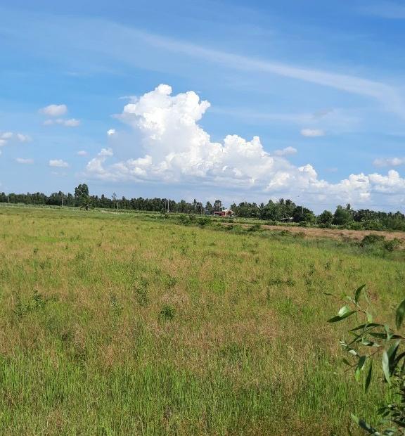 Bán 2000m2 đất trồng cây hằng năm ấp ba Tân Thành, Thủ Thừa, Long An