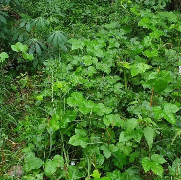Chính chủ nhờ Bán GẤP Đất Kẻ Tạnh, ngõ ô tô, 10m ra ô tô tránh, DT 31m, MT 4.2, nhỉnh 2 tỷ
