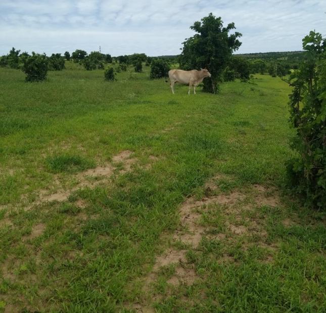 Bán 8459m2 đất sào sông luỹ huyện bắc bình gần QL1A và công viên safari sổ vuông có đường chỉ 1,226 tỷ Lh 0938677909 Hiền