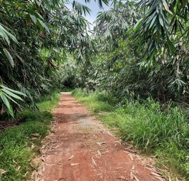 CHÍNH CHỦ CẦN BÁN GẤP LÔ ĐẤT VỊ TRÍ TIỀM NĂNG PHÁT TRIỂN SINH LỜI TẠI TRỪ VĂN THỐ, HUYỆN BÀU BÀNG,