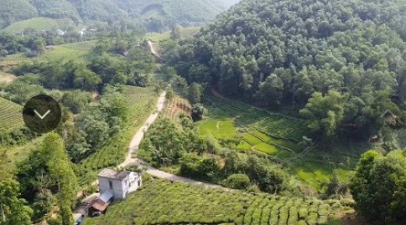 Cần bán 200 ha rừng tại Tân Sơn, Tỉnh Phú Thọ