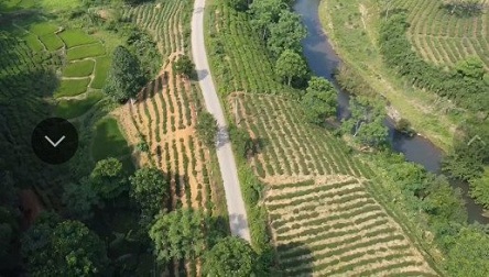 Cần bán 200 ha rừng tại Tân Sơn, Tỉnh Phú Thọ