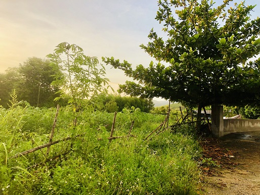 CHÍNH CHỦ CẦN BÁN ĐẤT TẠI HUYỆN QUẢNG TRẠCH, TỈNH QUẢNG BÌNH