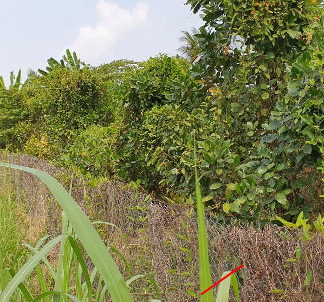 CHÍNH CHỦ CẦN BÁN ĐẤT PHƯỜNG BÌNH TÂM, THÀNH PHỐ TÂN AN, LONG AN .SÁT ĐƯỜNG TRẦN VĂN HÝ