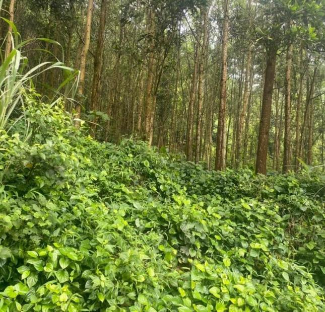Chính chủ cần chuyển nhượng lô đất rừng tại Xã Kháng Nhật - Sơn Dương -Tuyên Quang.