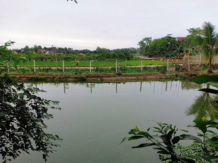 Nhà em chính chủ bán mảnh 1399m vườn CLN, có 250 thổ cư tại Tân Thanh, Lạng Giang, Bắc Giang.