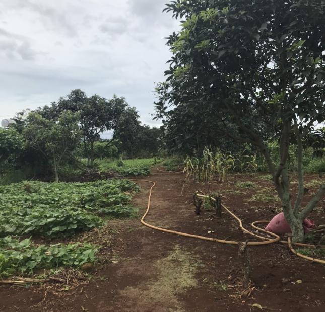 CHÍNH CHỦ CẦN BÁN HƠN 2 SÀO ĐẤT SAU LƯNG TRẠM Y TẾ XÃ LIÊN HIỆP, ĐỨC TRỌNG. LIÊN HỆ: 0917038853