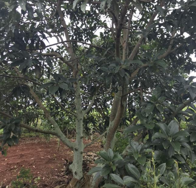 CHÍNH CHỦ CẦN BÁN HƠN 2 SÀO ĐẤT SAU LƯNG TRẠM Y TẾ XÃ LIÊN HIỆP, ĐỨC TRỌNG. LIÊN HỆ: 0917038853