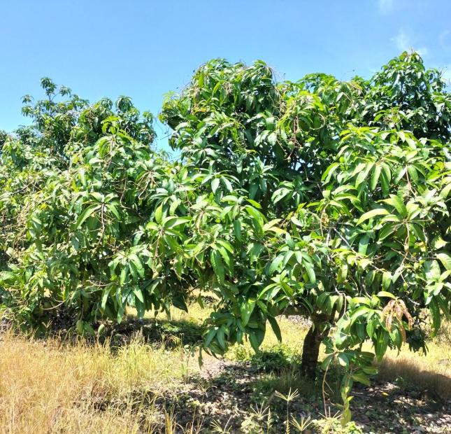 Bán đất Quốc Lộ 20 định Quán giá rẻ, sổ đỏ riêng