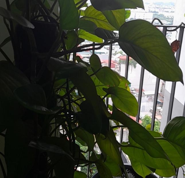 Chính chủ cho thuê căn hộ Amber Riverside tại Số 15 ngõ 622 Minh Khai - Vĩnh Tuy ( ngay sát Time