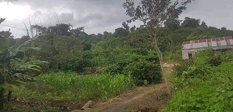 CHÍNH CHỦ BÁN VƯỜN NHÀ TẠI TÂN PHÚ 2, XÃ ĐINH LẠC, DI LINH, LÂM ĐỒNG.