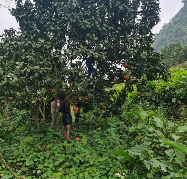 Tìm người tâm huyết nhượng lại vườn,đang cho thu hoạch TẠI Chiêu Yên, Yên Sơn,Tuyên Quang