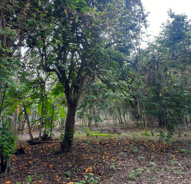 Bán Đất 2 Mặt Tiền Đường Nhựa 1500m2 Bùi Thị Điệt, Xã Phạm Văn Cội, Huyện Củ Chi.