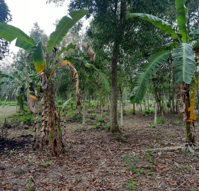 Bán Đất 2 Mặt Tiền Đường Nhựa 1500m2 Bùi Thị Điệt, Xã Phạm Văn Cội, Huyện Củ Chi.