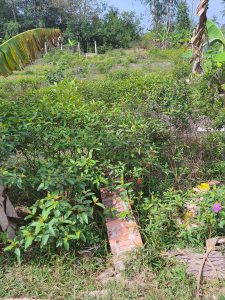Chính Chủ Cần Bán Đất Tại : Khu Phố 4 – Thị Trấn Đông Thành – Huyện Đức Huệ – Tỉnh Long An
