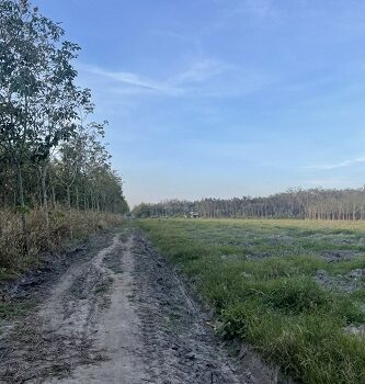 Bán đất Ấp 4, Tân Hưng, Bầu Bàng, Bình Dương