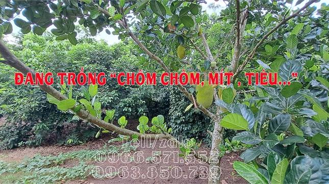 Cần bán đất vườn 2 mặt tiền 27m x40m ||Bảo Quang- Long Khánh|| Giá chỉ 2 tỷ 3.