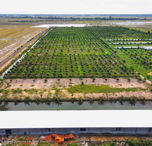 Chủ gửi bán gấp 50ha vườn xoài Cát Hòa Lộc tại Phú Hiệp, Tam Nông, Đồng Tháp.
