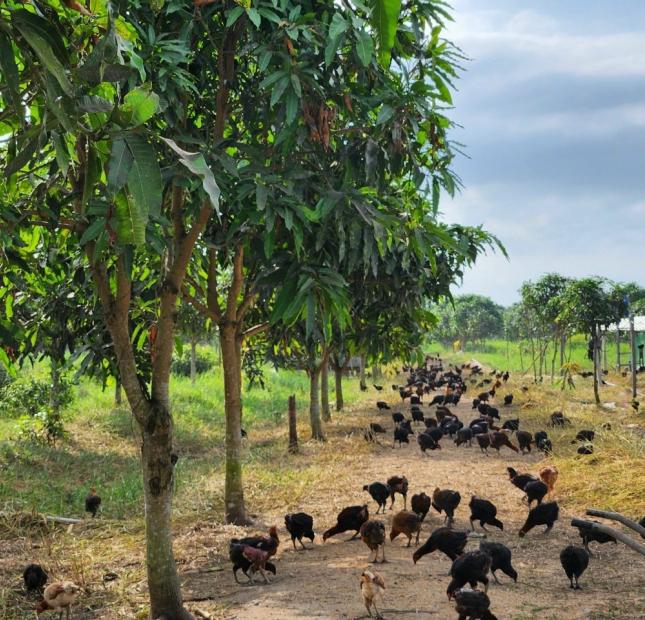 Chủ gửi bán gấp 50ha vườn xoài Cát Hòa Lộc tại Phú Hiệp, Tam Nông, Đồng Tháp.