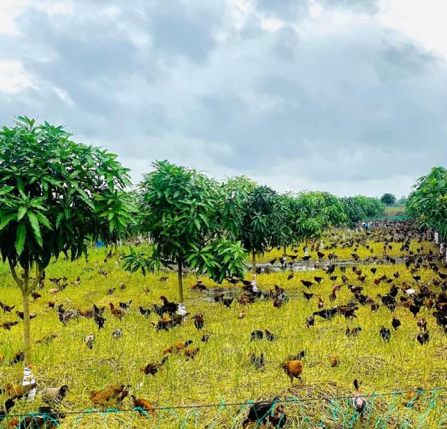Chủ gửi bán gấp 50ha vườn xoài Cát Hòa Lộc tại Phú Hiệp, Tam Nông, Đồng Tháp.