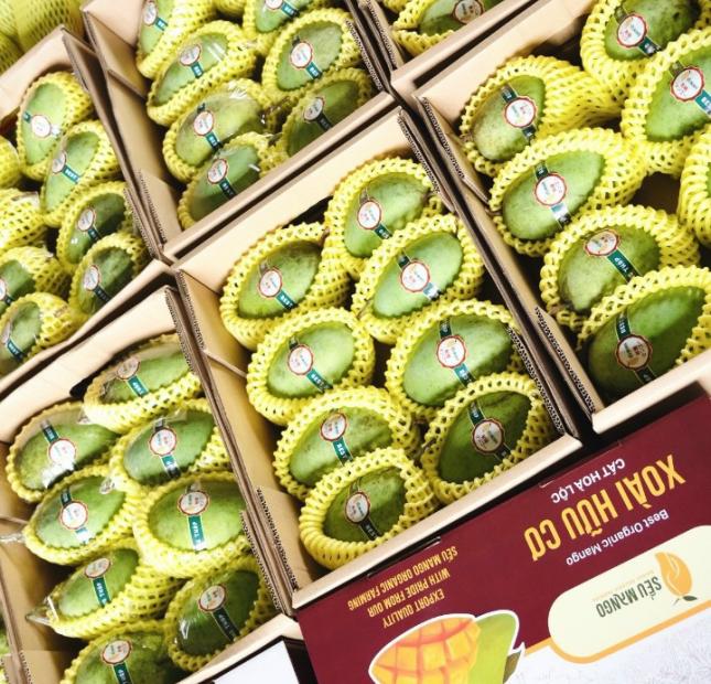 Chủ gửi bán gấp 50ha vườn xoài Cát Hòa Lộc tại Phú Hiệp, Tam Nông, Đồng Tháp.