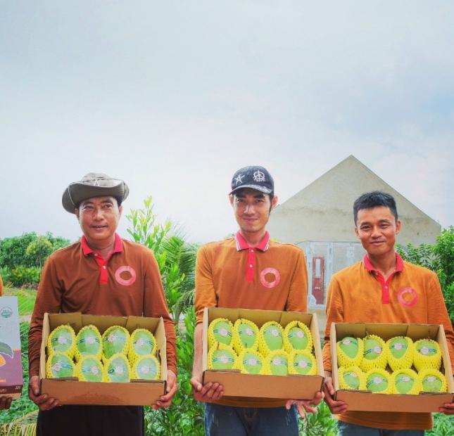 Chủ gửi bán gấp 50ha vườn xoài Cát Hòa Lộc tại Phú Hiệp, Tam Nông, Đồng Tháp.