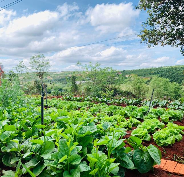 Đất vườn Lâm Hà trồng sẵn vườn cây ăn trái chỉ 1,3 tr/m2