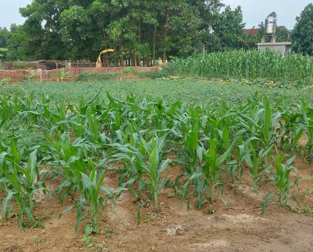 BÁN 555M ĐÁT ĐƯỜNG THÔNG THÔN 8 TÂN XÃ XÂY TRỌ ĐẸP