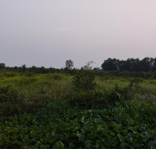 Gần 3 mẫu đất trồng cây hàng năm xã Lương Hòa, Bến Lức, Long An giá 36 tỷ