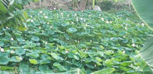 Cần Bán Lô Đất Vị Trí Đẹp Tại Tp Thủ Đức, Hồ Chí Minh