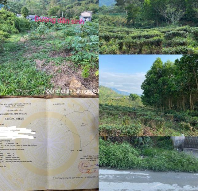 CHÍNH CHỦ CẦN BÁN ĐẤT ĐỒI TẠI HÀ GIANG