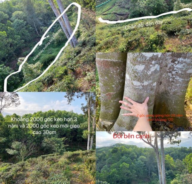 CHÍNH CHỦ CẦN BÁN ĐẤT ĐỒI TẠI HÀ GIANG