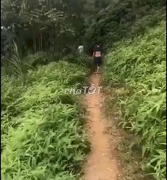 Chính chủ cần Bán đất rừng sản xuất Xã Phượng Vĩ, Huyện Cẩm Khê, Tỉnh Phú Thọ