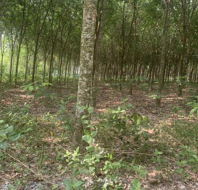 BÁN ĐẤT TRỒNG CÂY LÂU NĂM