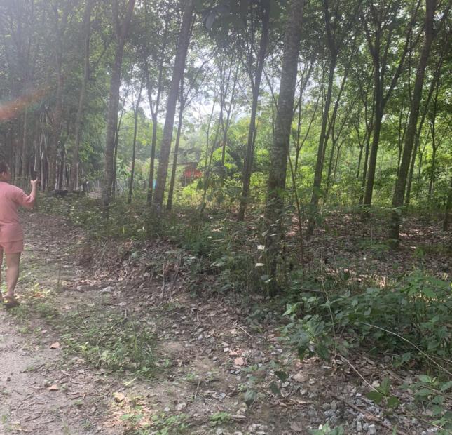 BÁN ĐẤT TRỒNG CÂY LÂU NĂM