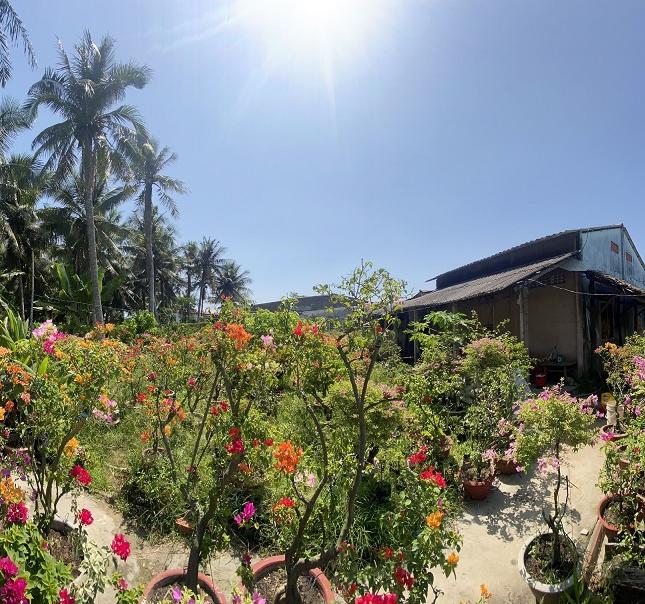 Sở Hữu Ngay Lô Đất Vị Trí Đắc Địa Tại Tân Thiện - Tân Thành Bình - Mỏ Cày Bắc - Bến Tre