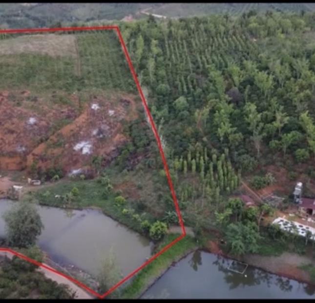Chính chủ bán rẫy cà phê 1,6 hécta, view hồ, có nhà cấp 4