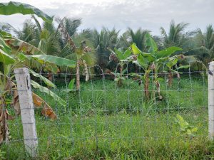 Chính Chủ Cần Bán Lô Đất Nền Vị Trí Đẹp Tại Sóc Trăng