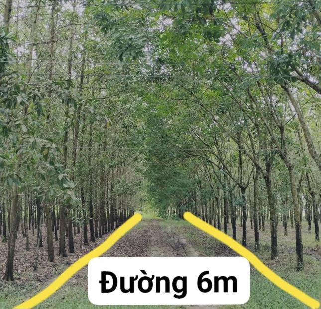 Bán đất lớn Tây Ninh, hơn 1000m2 gần một nửa thổ cư, chỉ nhỉnh 1 tỷ