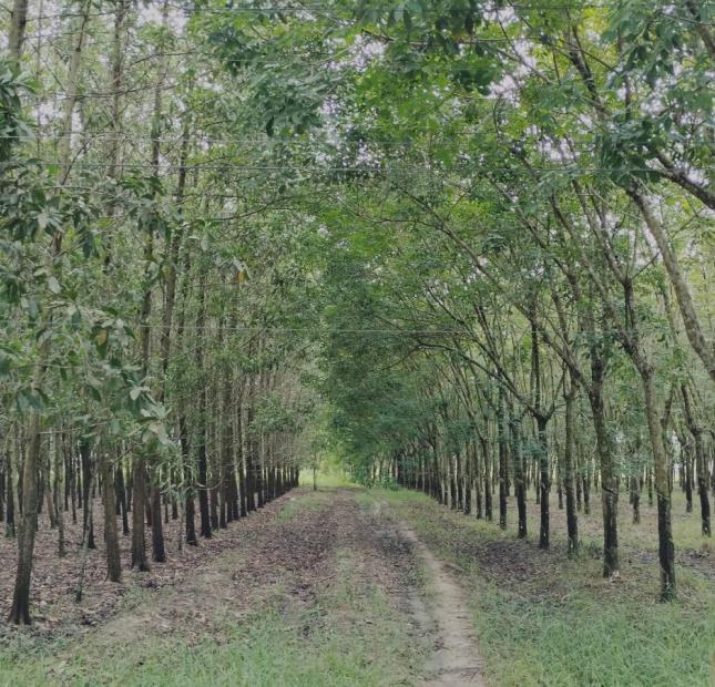 Bán đất lớn Tây Ninh, hơn 1000m2 gần một nửa thổ cư, chỉ nhỉnh 1 tỷ